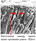   Apadent Perio